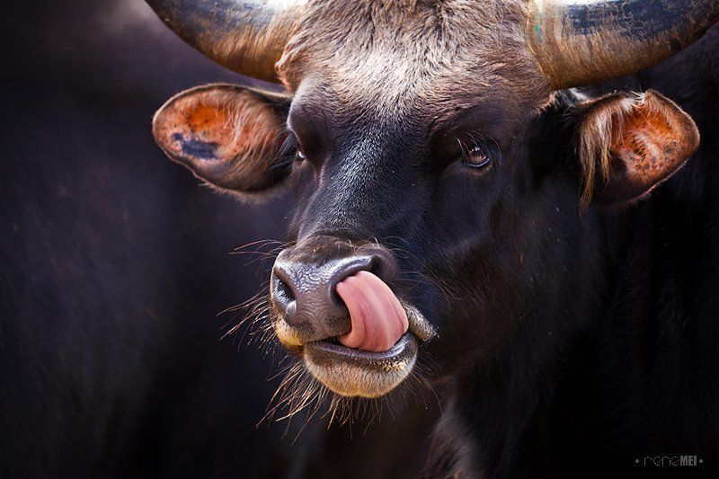 nature, gaur, animals, tongue, canon, portrait, Can You? фото превью