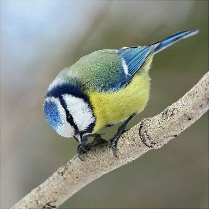 синица, лазоревка, КарОл