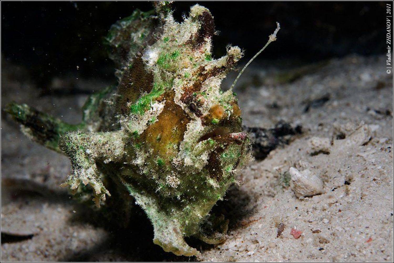 рыба, лягушка, фрог, фиш, папуа, новая, гвинея, раджа, ампат, frog, fish, Владимир Жданов