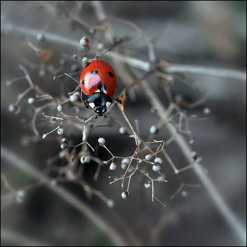 , Андрей Осокин