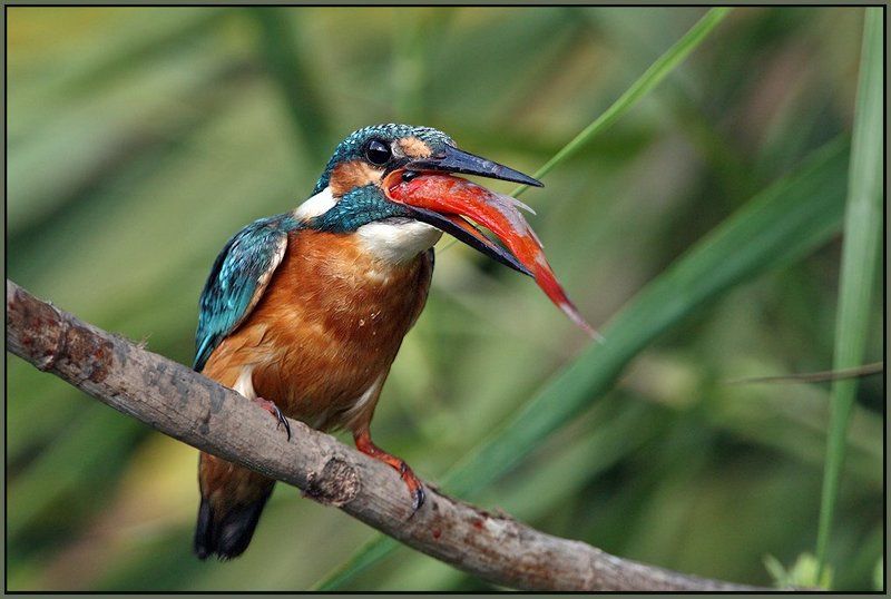 Золотая рыбка фото превью