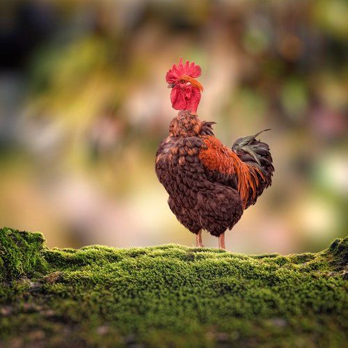 The spotted chicken