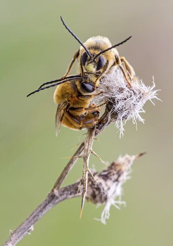 Eucera tuberculata