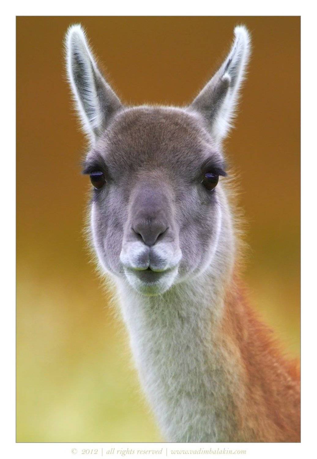 гуанако, чили, Vadim Balakin