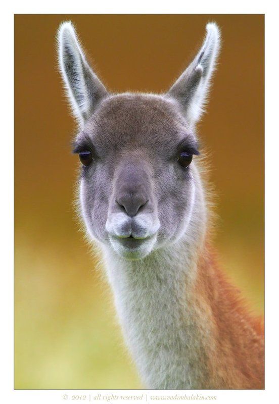 гуанако, чили Удивленный гуанако фото превью