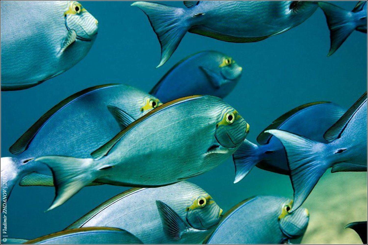 , Владимир Жданов