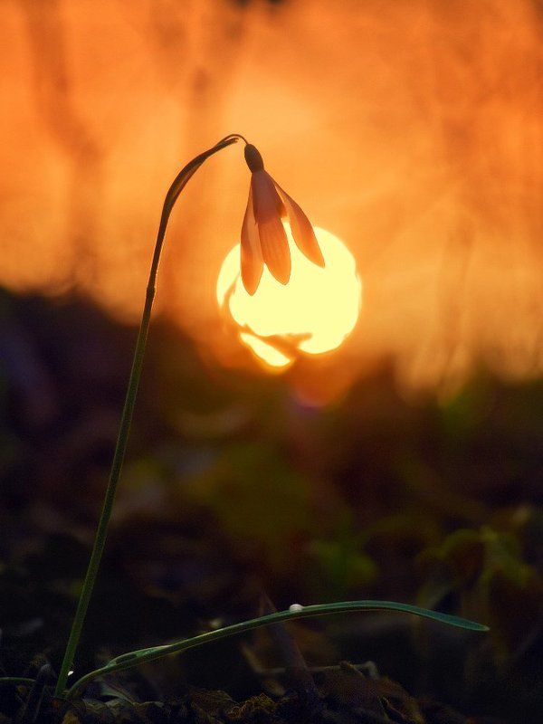 весна, подснежник Фонарик фото превью
