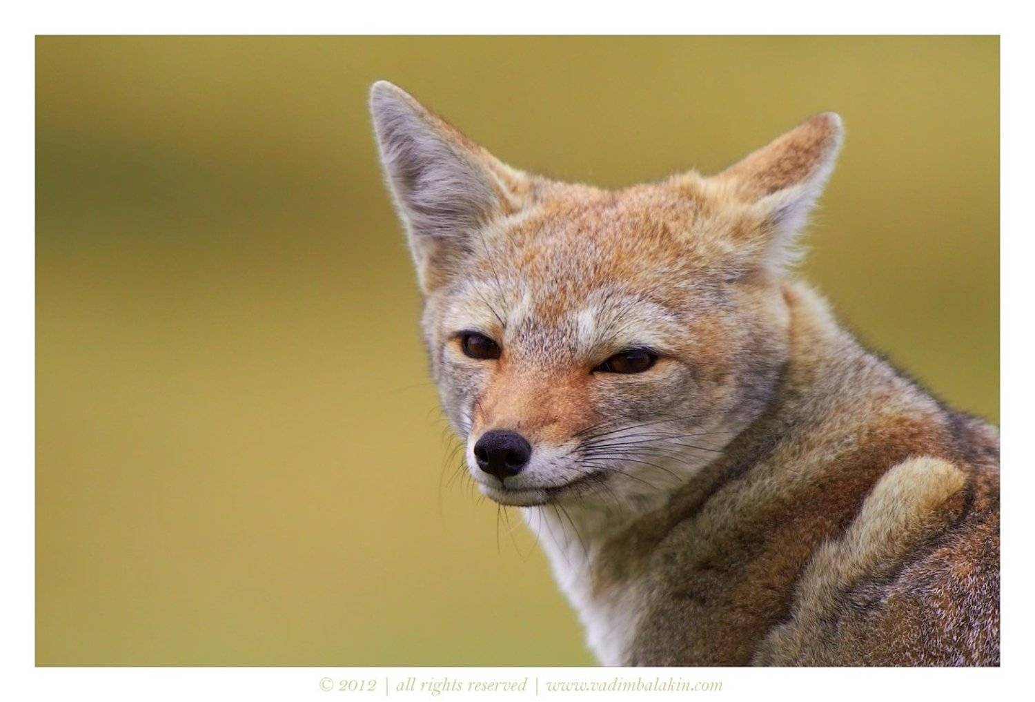 чили, лиса, Vadim Balakin