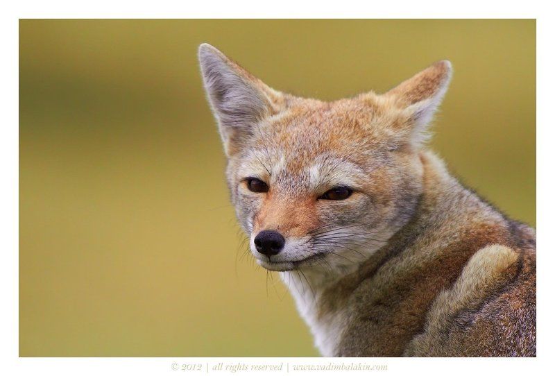 чили, лиса Братец Лис фото превью