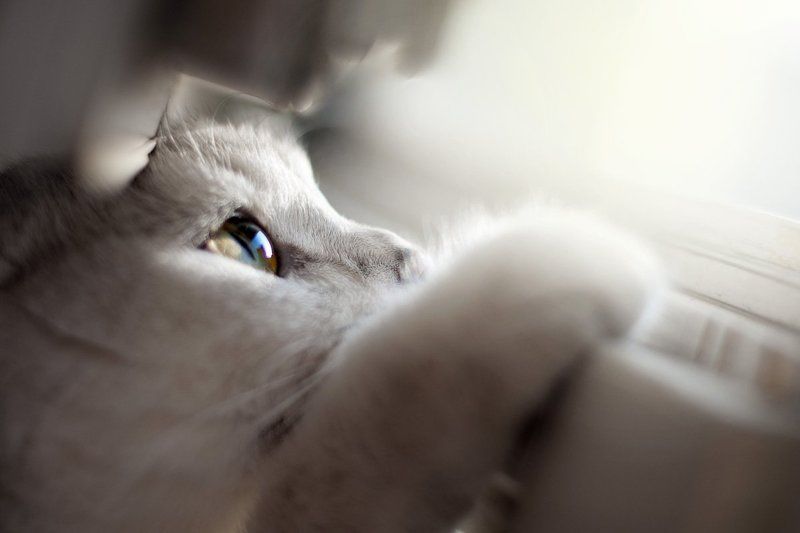 А за окном весна! фото превью