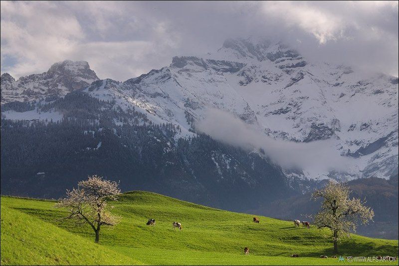 Весенняя пастораль фото превью
