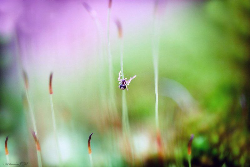 паучок фото превью