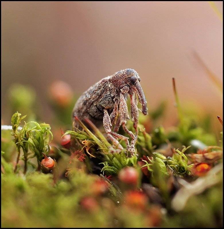 , Андрей Осокин