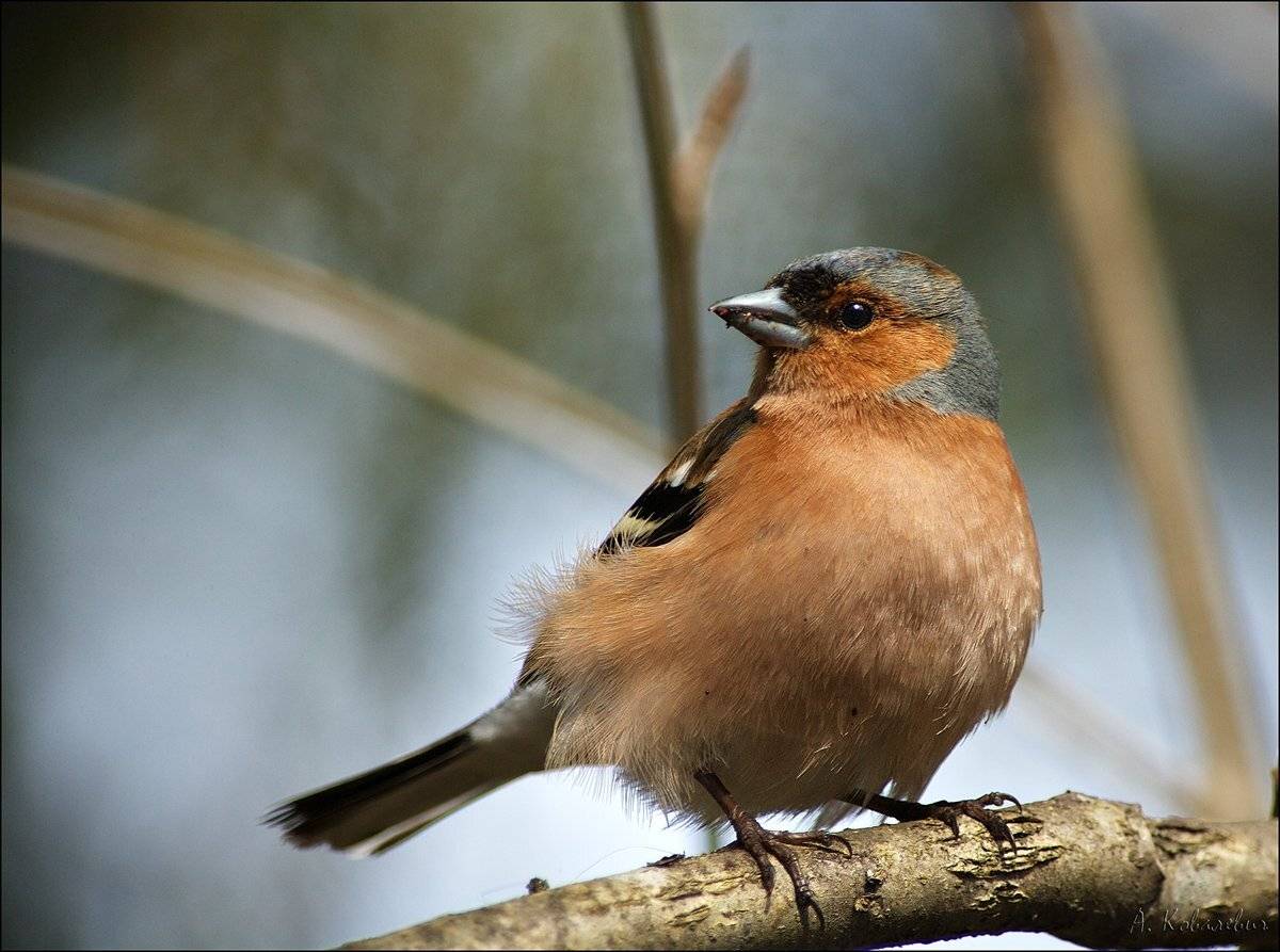 , Ковалевич А.
