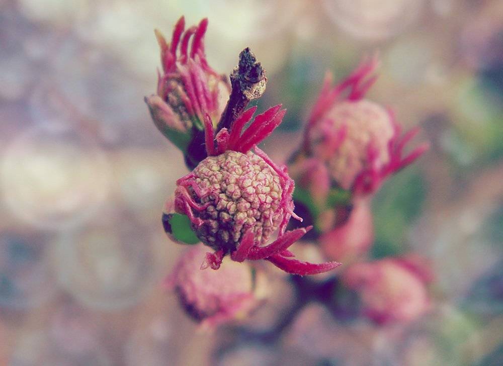 весна, Юлия Володина