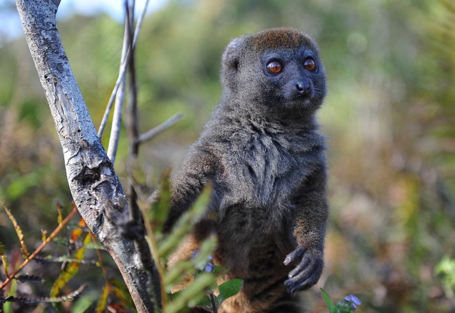лемур, мадагаскар, животные, звери, Сотсков Николай