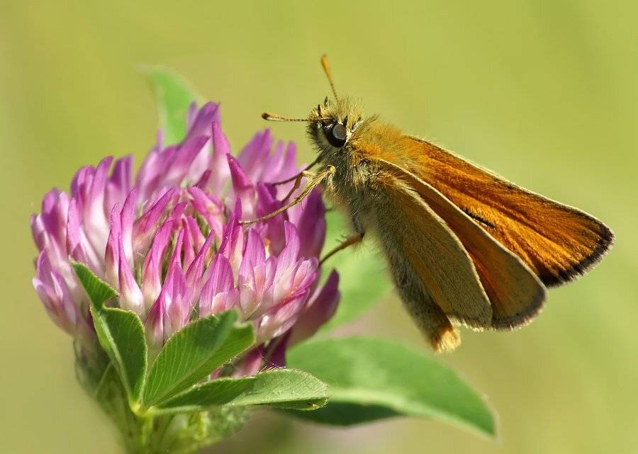 бабочка, толстоголовка, жёлтая, Cheplenko Aleksey