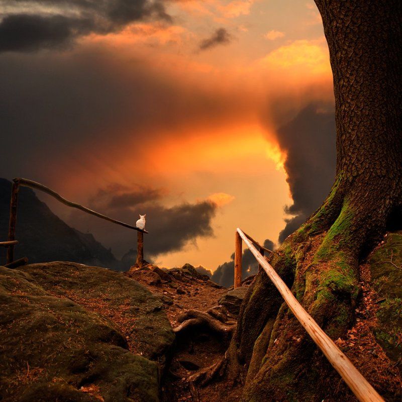 sky, sunrise, cat, clouds, sunshine, tree, path, leaf, orange, alone, wood, magic, looking, stone, mystery, stand, lighting, passing, alleyway, shinning When the magic let you speechless фото превью