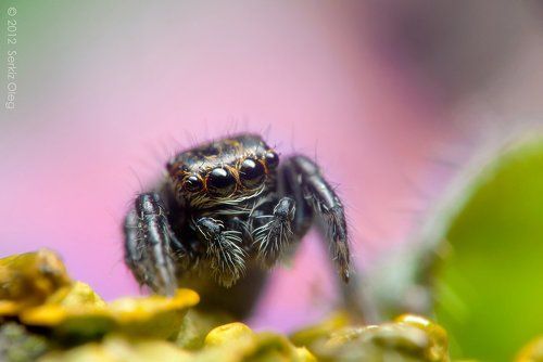 Child Jumping Spider Evarcha arcuata Salticidae