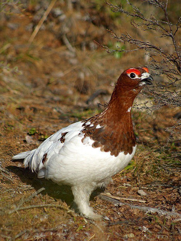 куропатка В брачном наряде фото превью
