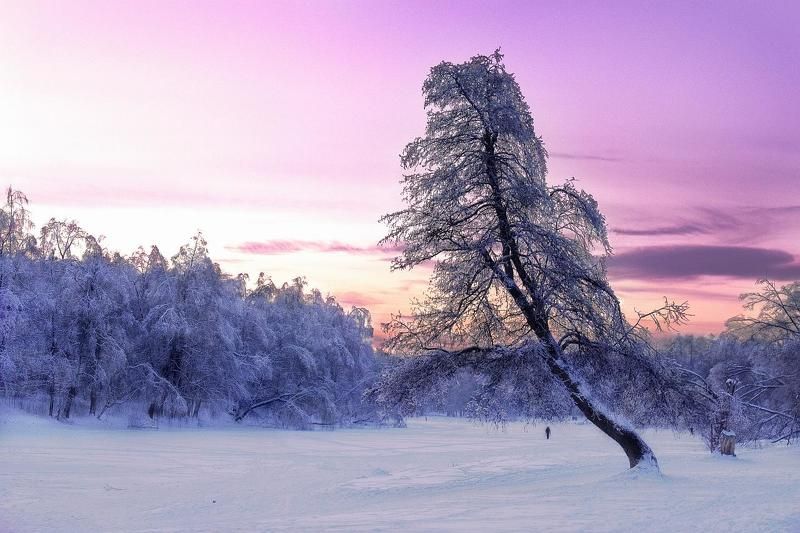 landscapes, trees, winter, moscow, park Winter fairy tales фото превью