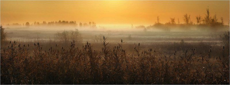 туман, , утро КАМЫШ фото превью