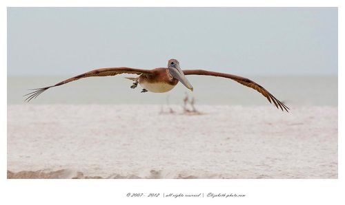 Brown Pelican - Американский бурый пеликан