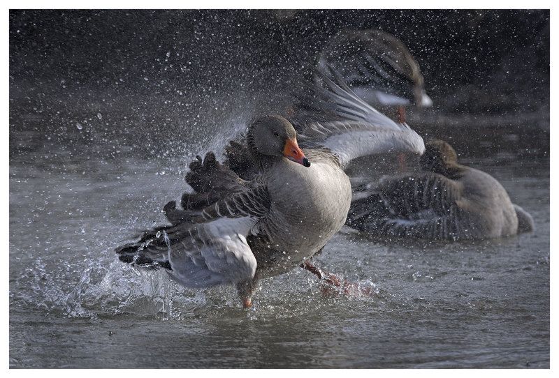 anser anser, action, the netherlands, серый гусь, дикий, конец зимы, нидерданды И разошелся,- и расходился! фото превью