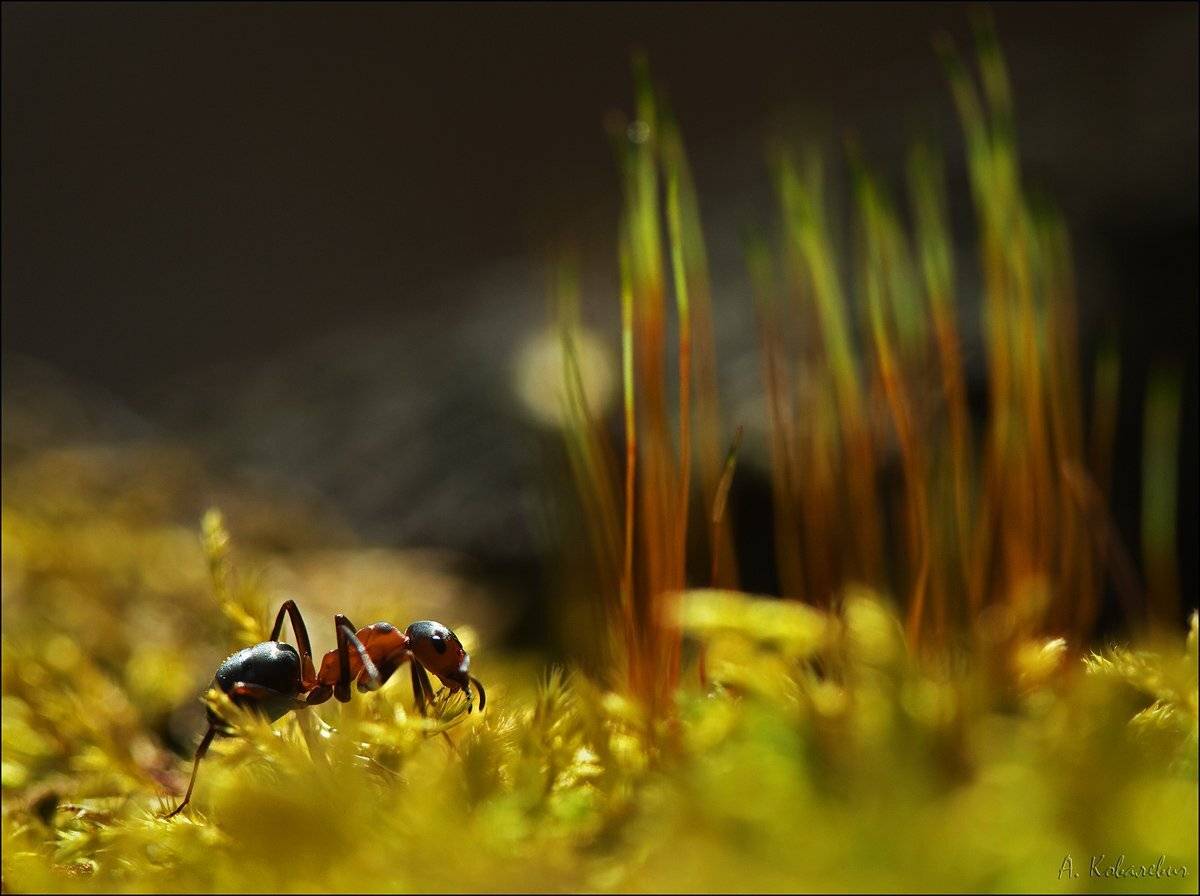 , Ковалевич А.