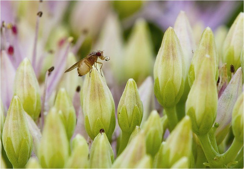 В стране лилипутов фото превью