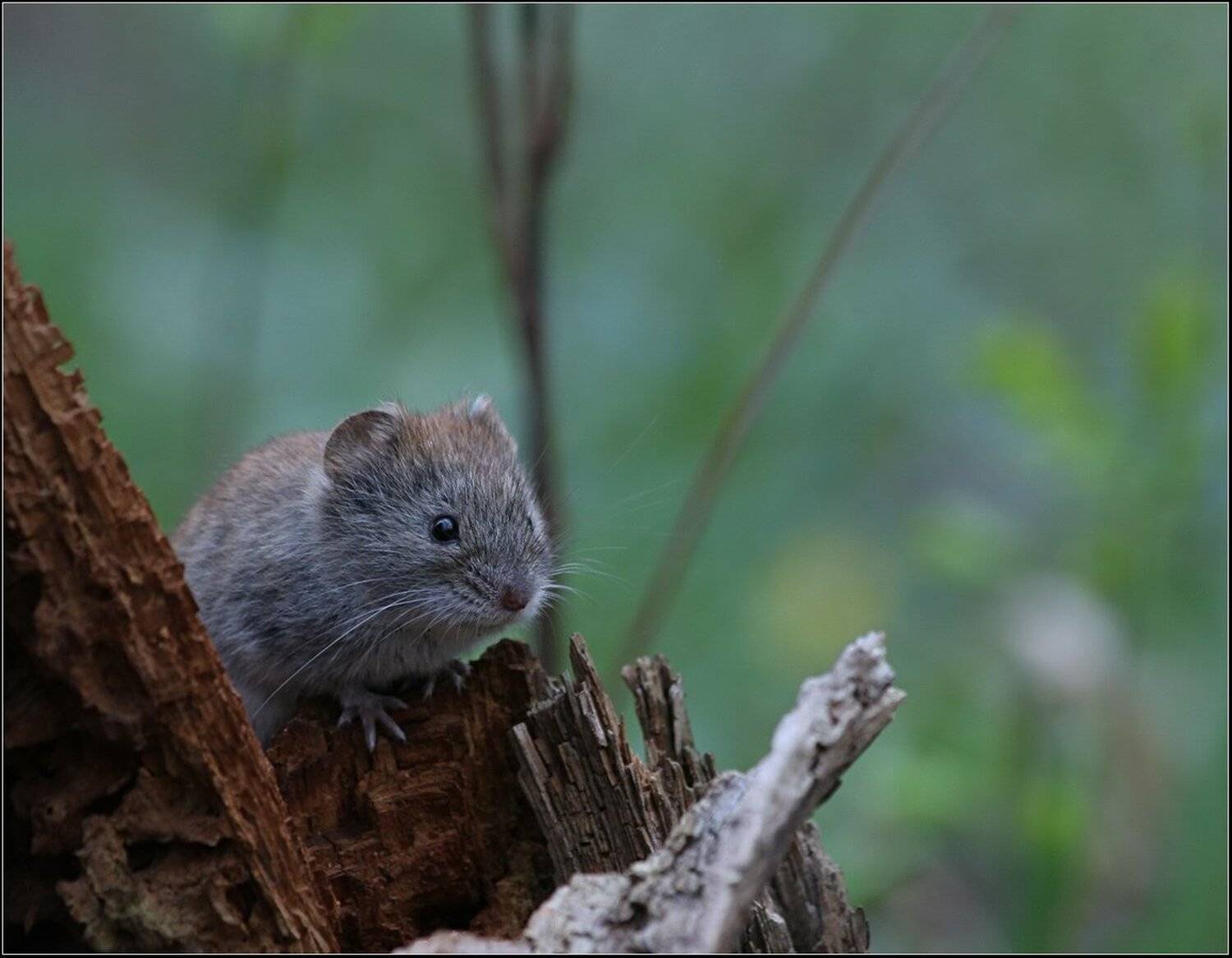 , Вадим Трунов