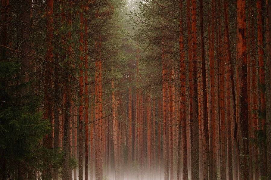 природа, пейзаж, туман, погода, весна, таяние, снег, влага, конденсат, лес, Григорий Пиль