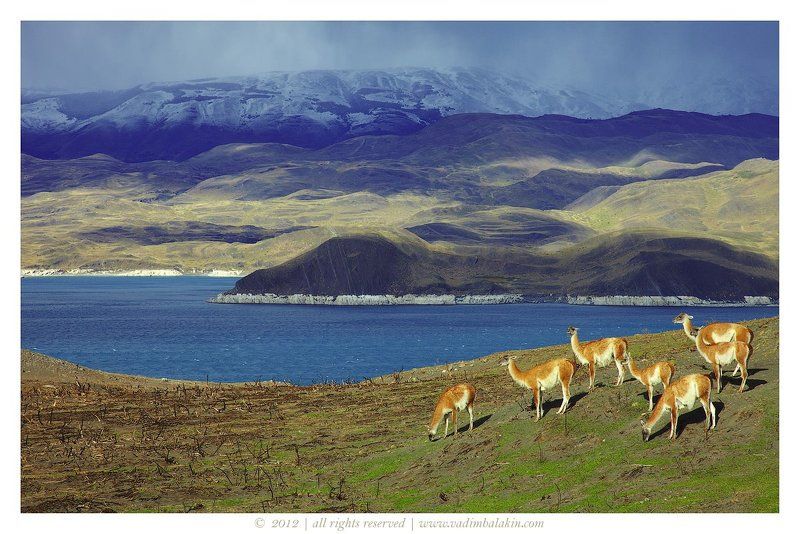 гуанако, чили Torres del Paine фото превью
