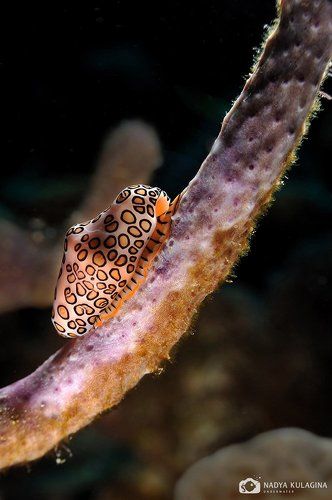 Flamingo Tongue