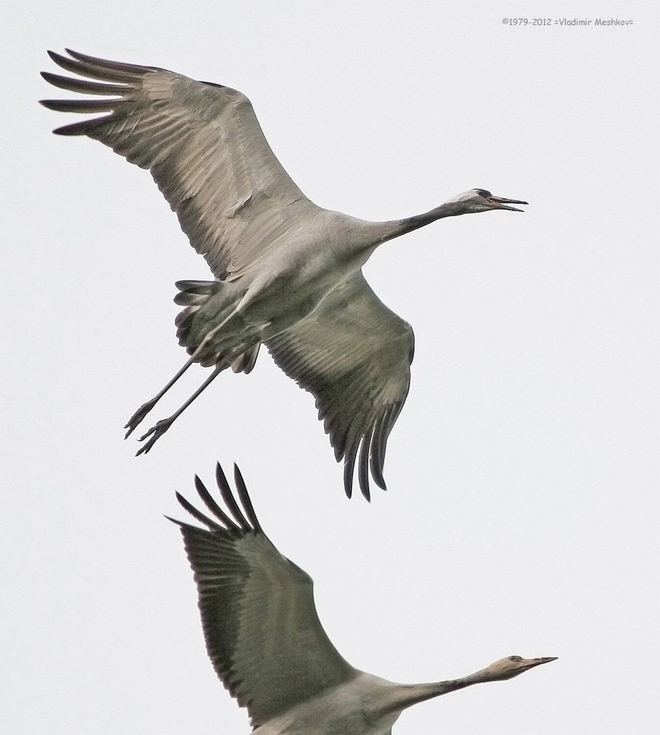 , &copy; =Vladimir Meshkov=