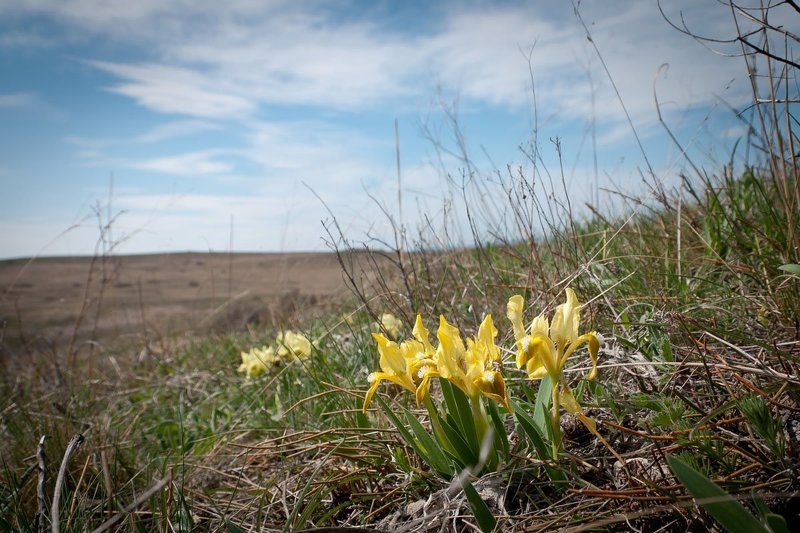 Цветение ирисов в Крыму фото превью