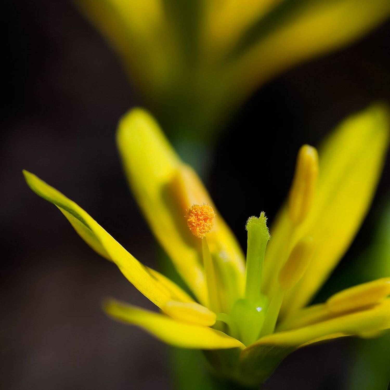 цветок, Качурин Алексей