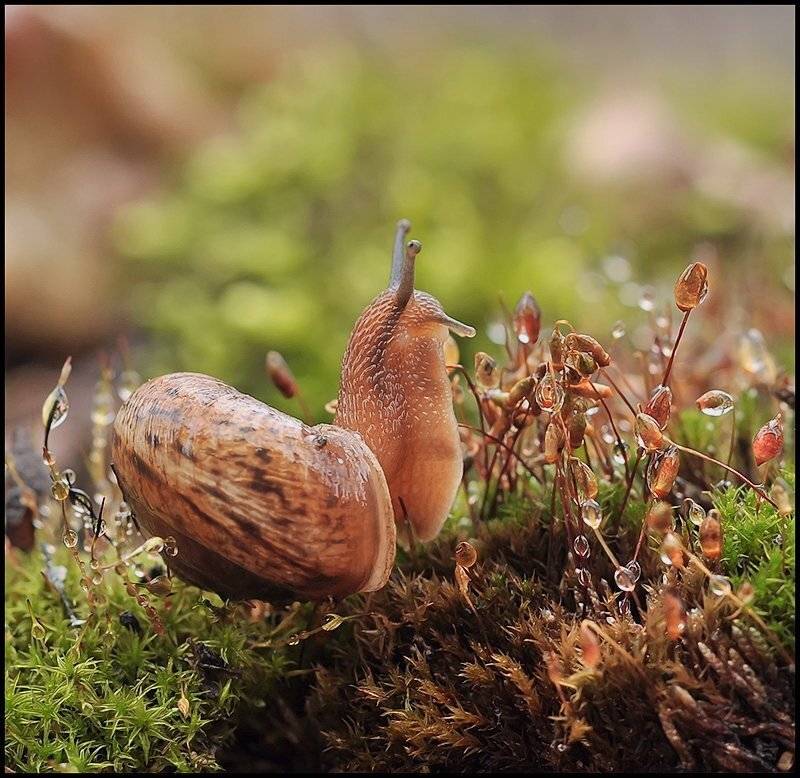 , Андрей Осокин