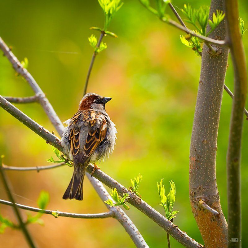 spring, sparrow, nature, animals, birds, canon, kharkiv, ukraine, 2012 Spring! фото превью