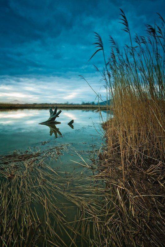 пень, озеро, трава, вечер, Андрей Кровлин