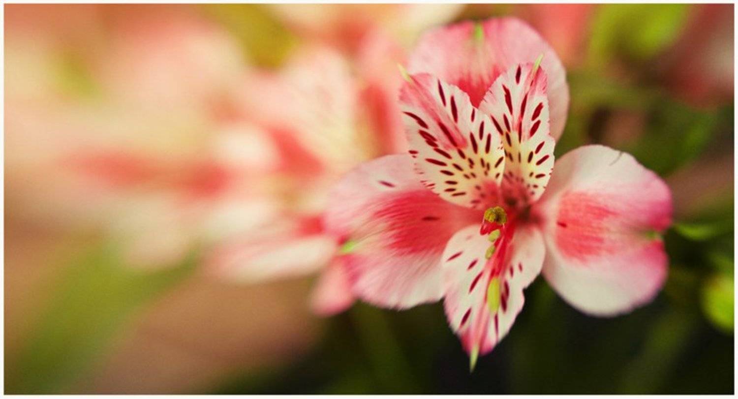 lensbaby, Александр Ростов