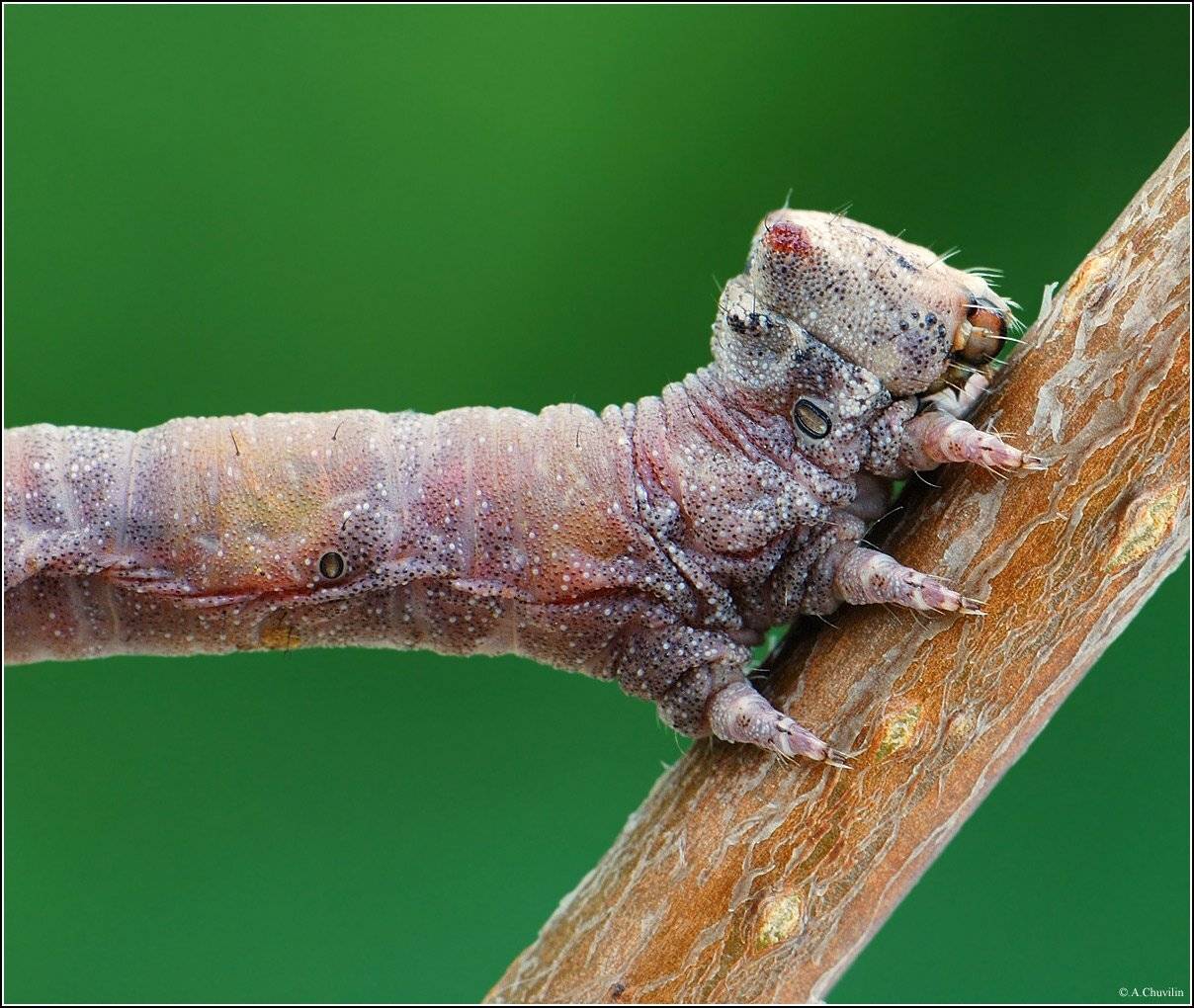 половинка,пяденица,гусеница, Александр Чувилин