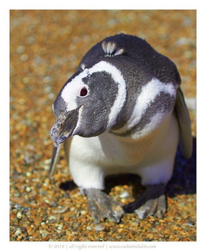 пингвин, патагония, аргентина Чингачгук фото превью