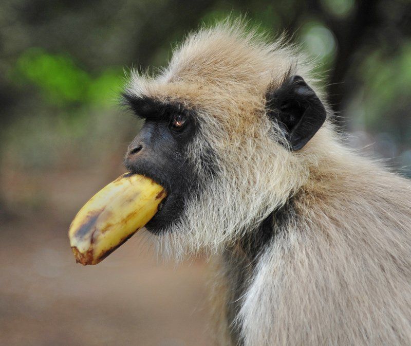 животные, индия, обезьяна, юмор, обезьяны Shut up! фото превью