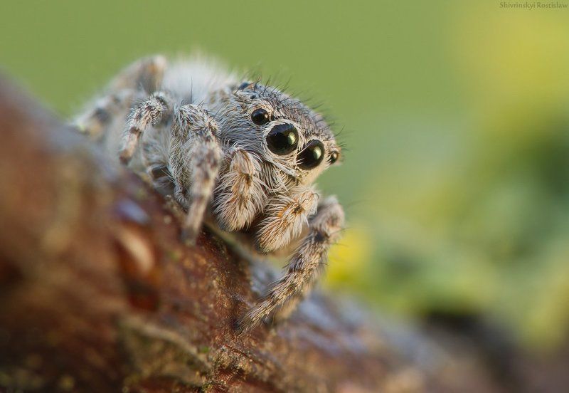 паук, макро, ростислав, 7d, 100mm Весенние глазастики фото превью