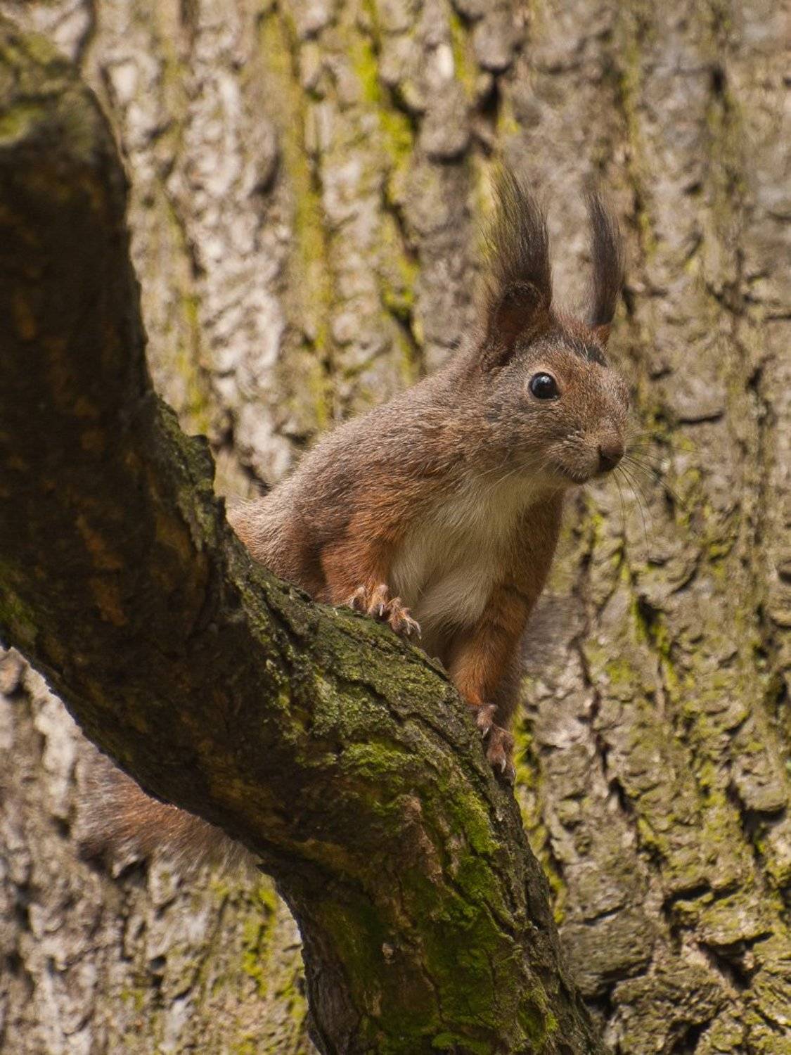animals,nature,squirrel, Artur Brandys