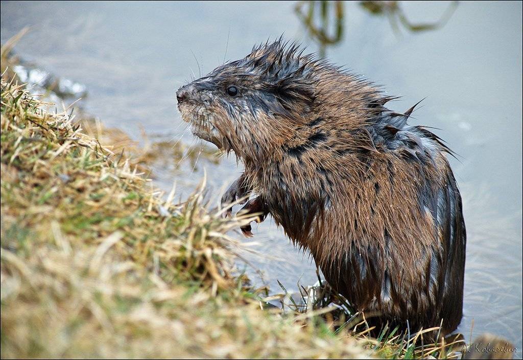 , Ковалевич А.