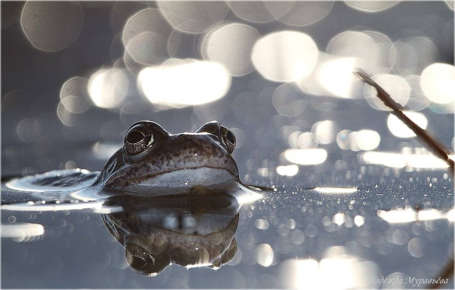 травяная, лягушка, rana, temporaria, Надежда Муравьёва