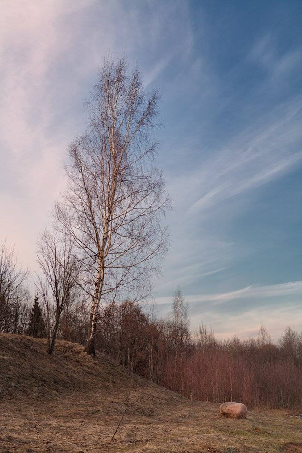 вечерняя, берёзка, Владимир Кириченко (vlkira)