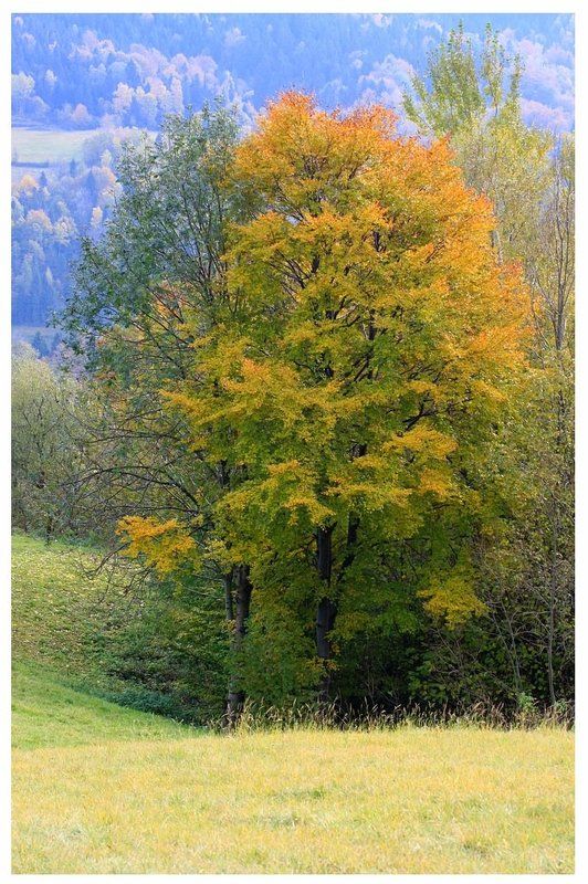 * фото превью